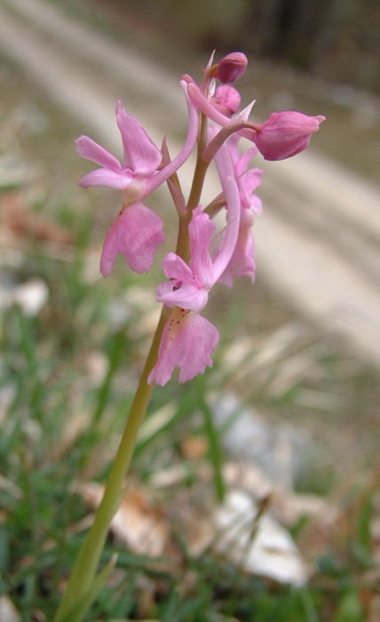 Orchis x colemanii (ibrido: Or. mascula x Or. pauciflora)